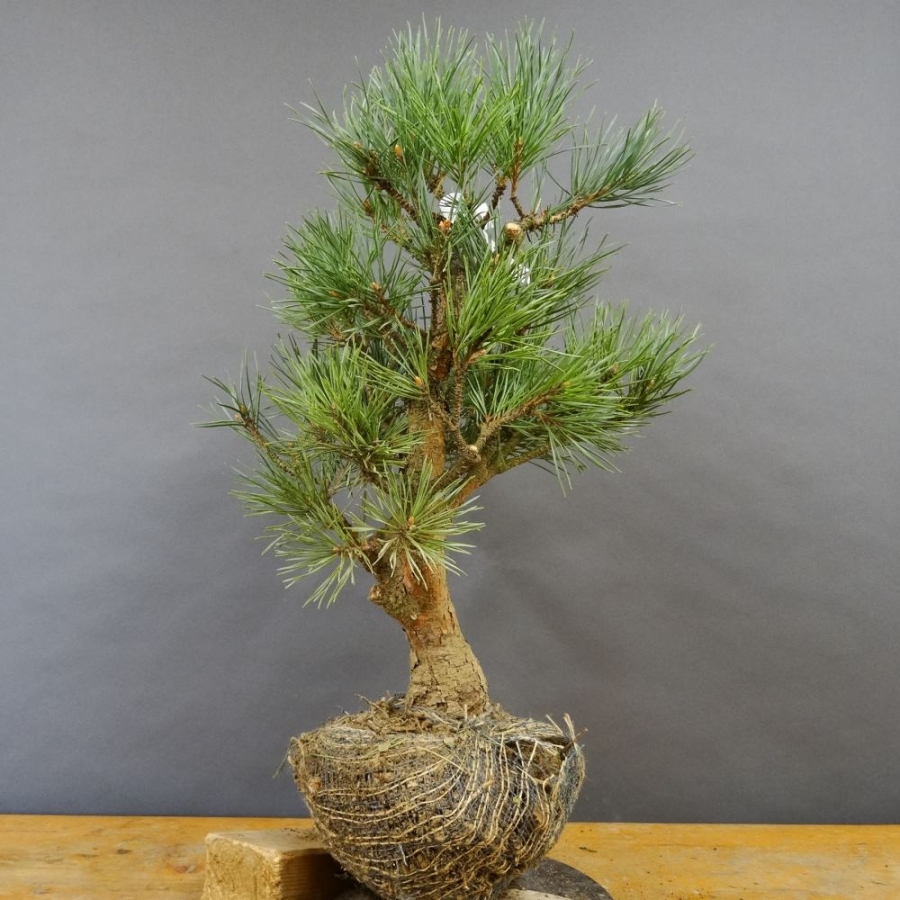 Pinus sylvestris Silberkiefer